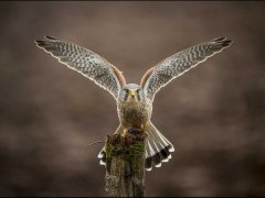 Janice Barton-Kestrel-Highly Commended.jpg